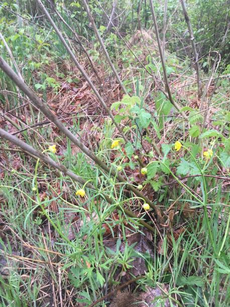 9 Glechoma hederacea Hypericum hirsutum Lamium purpureum Lathyrus hirsutus Lathyrus tuberosus Leonurus marrubiastrum Lotus corniculatus Lychnis flos-cuculi