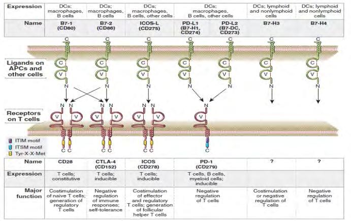 A B7 és CD28 családok Cellular and