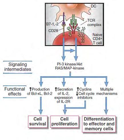 A CD28 általi T sejt