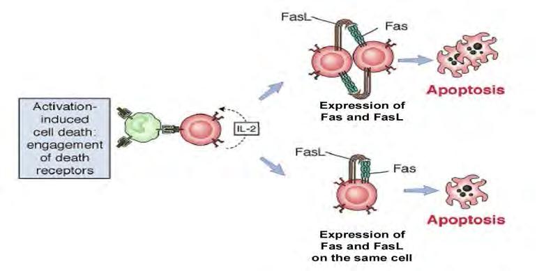 A Fas receptor-mediált