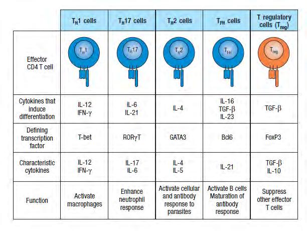 A CD4 + T