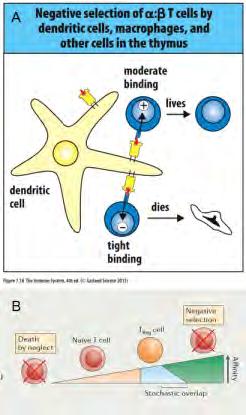 A T-sejtek NEGATÍV SZELEKCIÓja a tímuszban A potenciálisan autoreaktív klónok eltávolítása