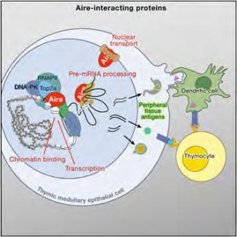 AUTOIMMUN REGULÁTOR (AIRE) A medulláris epitélsejtek által kifejezett transzkripciós faktor, amely számos szövet-specifikus gén expresszióját indukálja A centrális T-sejt tolerancia kialakulásának