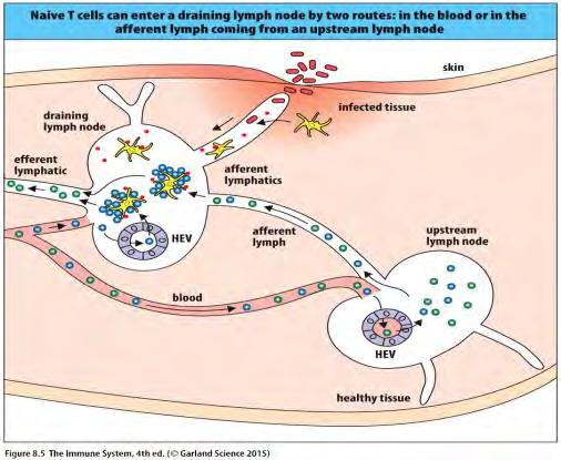 A naív T sejtek a vérből és a