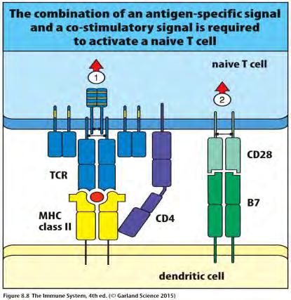 A naív T sejt aktivációjához