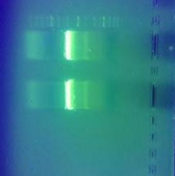 A gélből izolálást követően a PCR terméket DpnI restrikciós enzimmel emésztettük, amelynek célja a templát (pkd3) DNS hasítása.