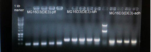 Az eredmények azt mutatják, hogy sikerült az alkohol-dehidrogenáz gén eltávolítása, az ellenőrző PCR reakciótermékei a génkiütött törzsben egy sokkal kisebb fragmentumot mutatnak az eredeti törzshöz