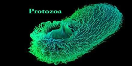 egysejtű paraziták protozoák