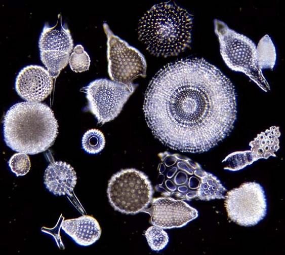 ). EMELLETT A LIKACSOSHÉJÚAKAT (FORAMINIFERA)