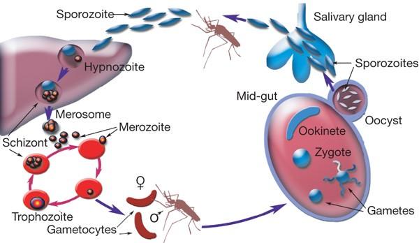 Plasmodium vivax ( LÁZÁLLATKA ) FERTŐZÉSE ÉS