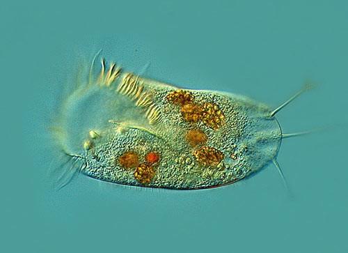 PAPUCSÁLLATKA (Paramecium