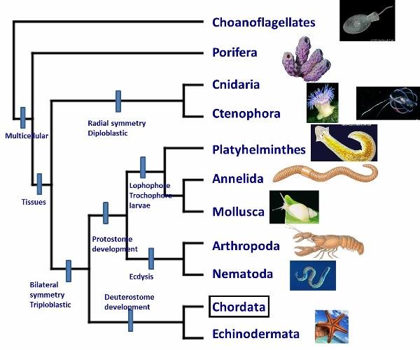 SZUPERCSOPORT: OPISTHOKONTA ( HÁTUL OSTOROSOK ) Az élővilág filogenetikai rendszere BIRODALOM: SZUPERCSOPORT