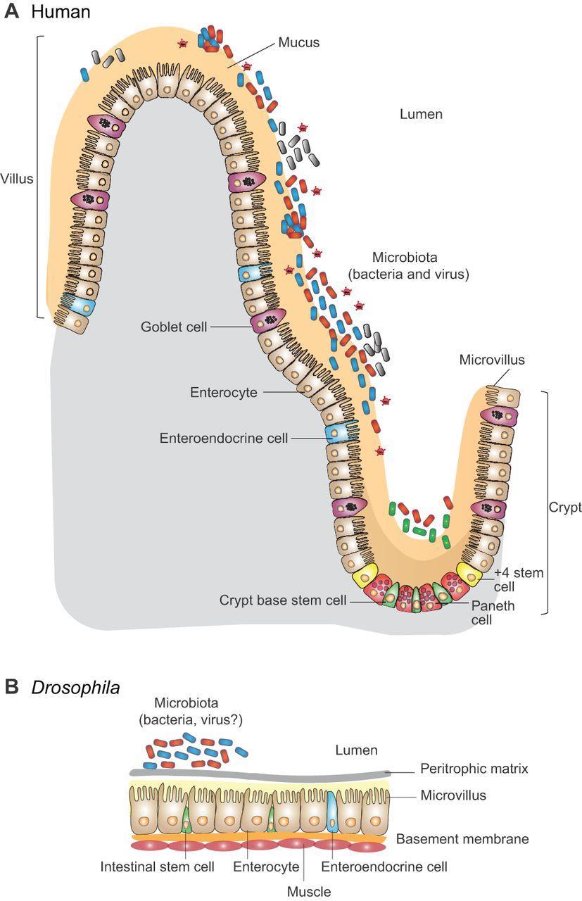 MIKROBIOM