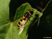 Aphidius sp.