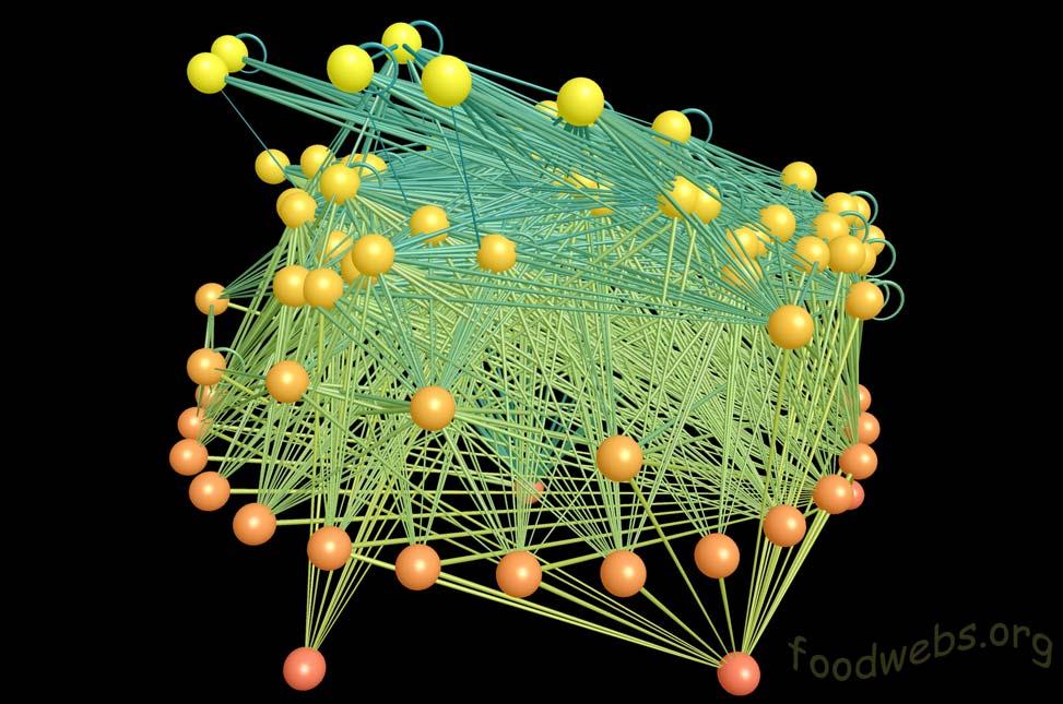 A táplálkozási hálózatok sajátosságai és stabilitási problémái 1.