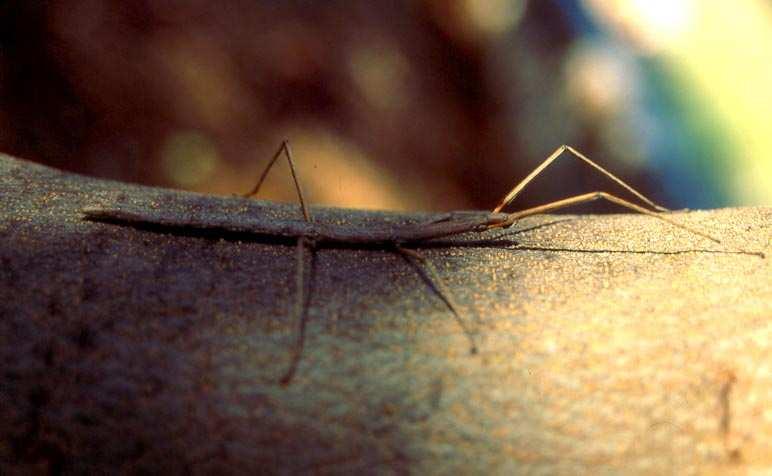 Ordo: Phasmatoda - botsáskák Fam.