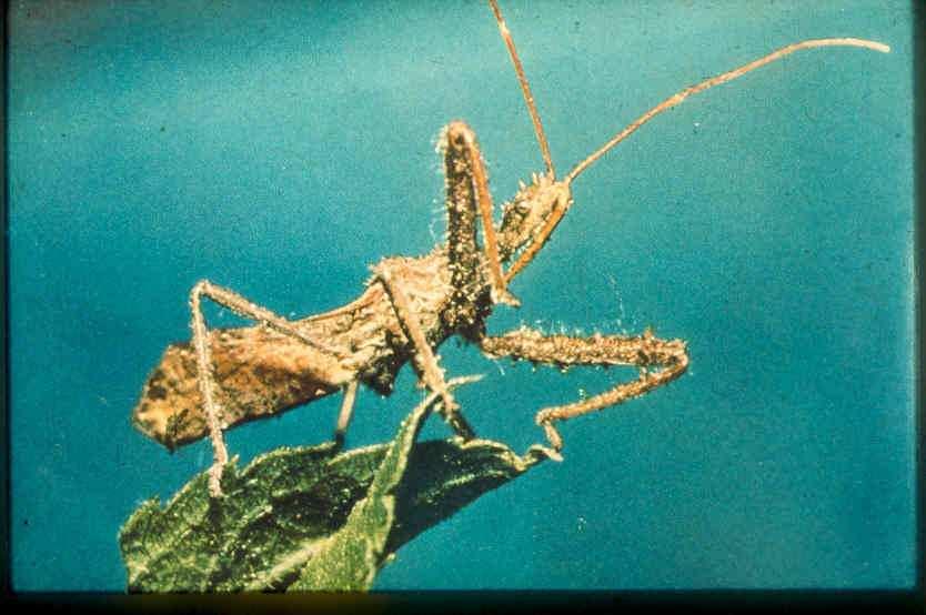 Subordo: Heteroptera - Poloskák Cimicomorpha - vérszívópoloskák Fam.