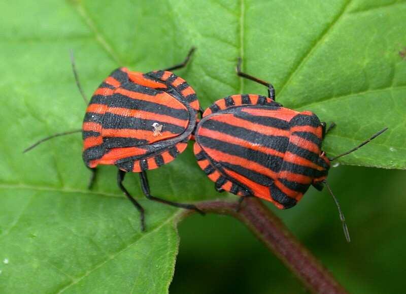 Subordo: Heteroptera - Poloskák Pentatomomorpha - címerespoloskák általában növényevő, kemény testű poloskák Fam.