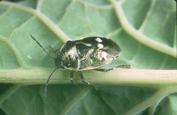Subordo: Heteroptera - Poloskák Pentatomomorpha - címerespoloskák Fam.