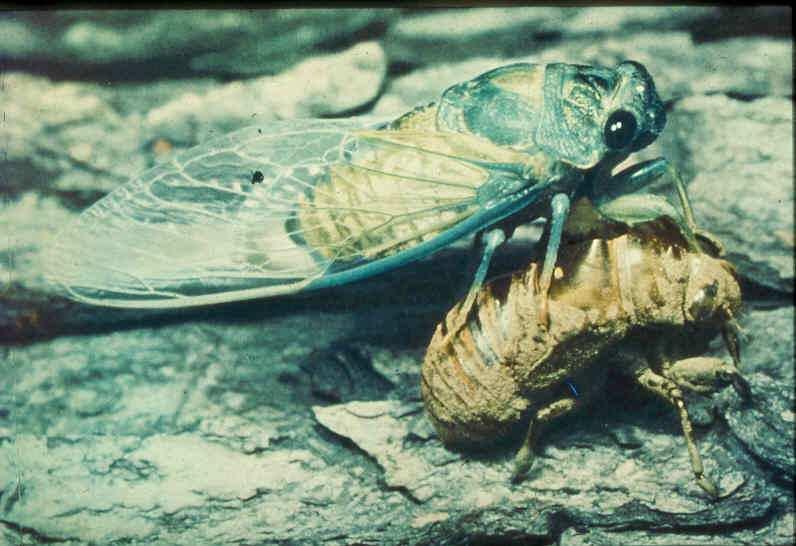 Ordo: Auchenorrhyncha - színkabócák Subordo: Cicadomorpha - igazi kabócák Fam.