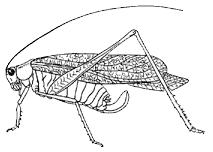 Subordo: Ensifera - tojócsöves egyenesszárnyúak - nősténynek tojócsöve van - csáp hosszabb a test félhosszánál - tympanális hallószerv az 1. tibia tövénél - szokásos cirpelés a két 1.