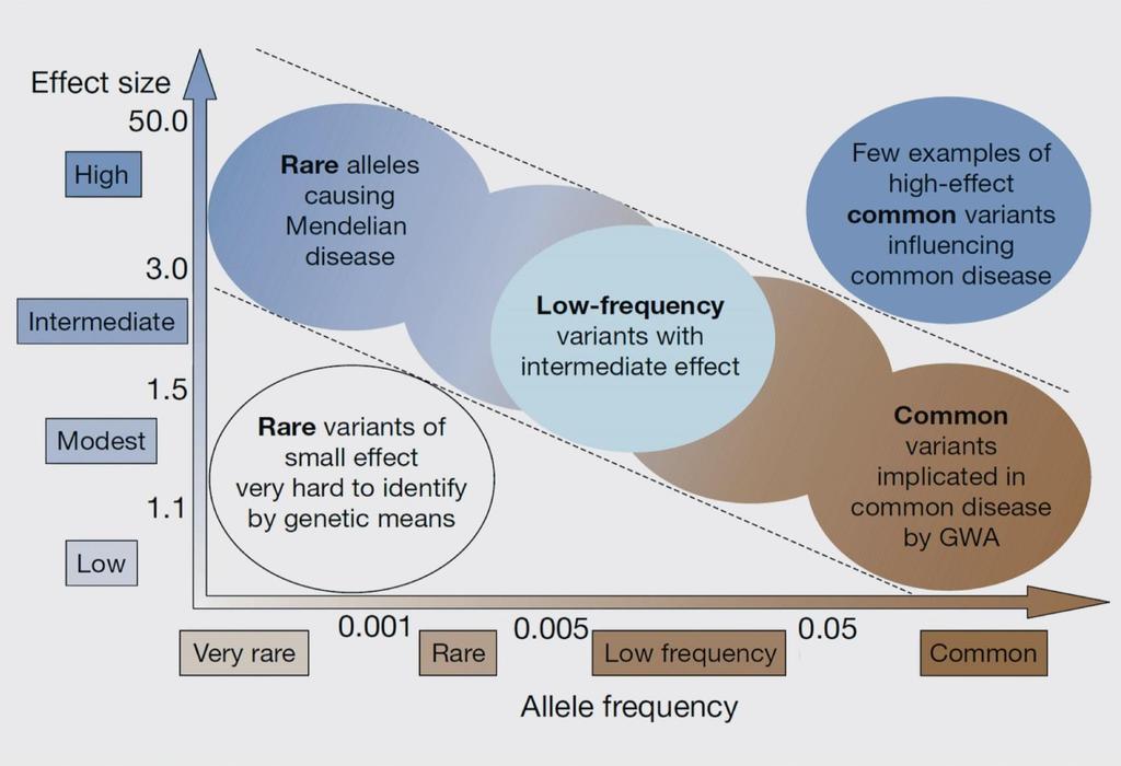 McCarthy / Manolio modell Forrás: Manolio et al: Finding the missing