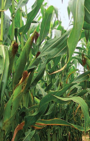 A 2016-os évben az Agromag Kft. bemutatósoraiban összesítve 11,85 t/ha-os átlagterméssel az első helyet szerezte meg. Békés megyében, Gyulán 15,13 t/ha termésátlagot produkált.