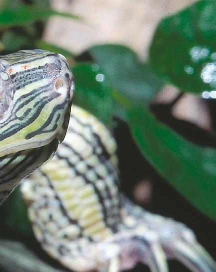 HALÁSZAT, HORGÁSZAT A halak az őskortól kezdődően minden bizonnyal az emberiség egyik legfontosabb táplálékát jelentik. A nagy folyószabályozások előtt hazánk vizei halban gazdagok voltak.