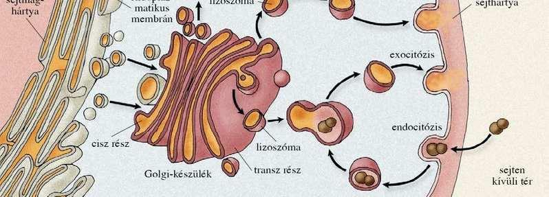 Golgi-készülék A sejten belülianyagszállításegyik központja a valamennyi eukarióta sejt citoplazmájában meglévő lapos, membránnal
