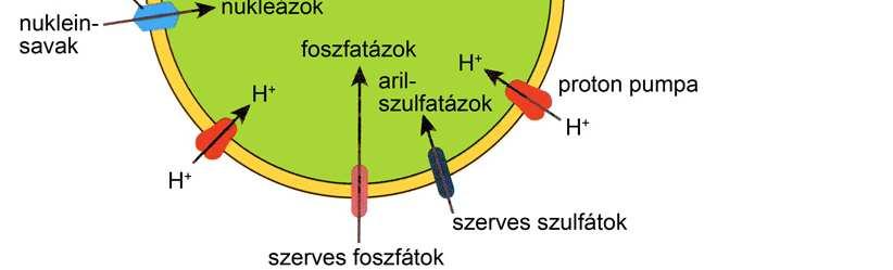 Savas hidrolázok (nukleázok, lipázok, proteázok) bontják