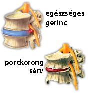 rugalmasságáért felel -