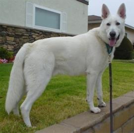 Fehér szőrzetű, de pigmentált kutyák feltételezett genotípusa: E lokusz: e/e
