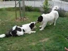 A kutya kültakarójának színöröklése: FEHÉR TARKA S (spotting, fehér