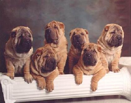 Shar Pei A (aguti): A y, őz, sárgásbarna/coboly (sárgás, vöröses, sötét szőrszálvégek) E (extension, non-extension, MC1R, melanokortin receptor): több allélos, dominancia