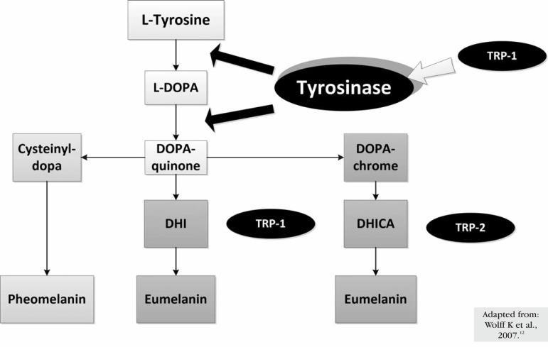 Pigment (melanin) szintézis sematikusan C lokusz TRP1,2 = tyrosinase related protein B lokusz Tirozináz Feomelanin Vörös Sárga Bézs Krém Eumelanin Fekete Barna Szürke ( kék ) Izabella ( lila )