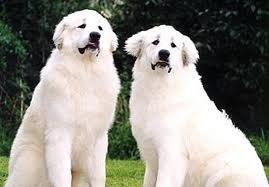 A szín genotípusának meghatározása kutyáknál: Fajta? Génhely? Genotípus?