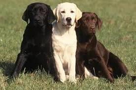 A kutya kültakarójának színöröklése: DOMINÁNS FEKETE B (black, brown, tyrosinase related protein,