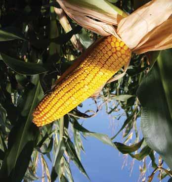 termelôi igényeket: kiemelkedô ter més potenciálja mellett gyors kezdeti fejlôdése, kiváló szártulajdonságai és jó víz leadása is megalapozza a nagy biztonságú, jövedelmezô kukorica - termesztést.