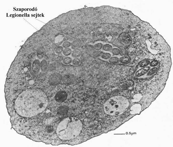 A legionella baktériumok tulajdonságai vizes környezetben bárhol előfordulnak pálcika alakú; 0,2-0,7 m széles, 5-7