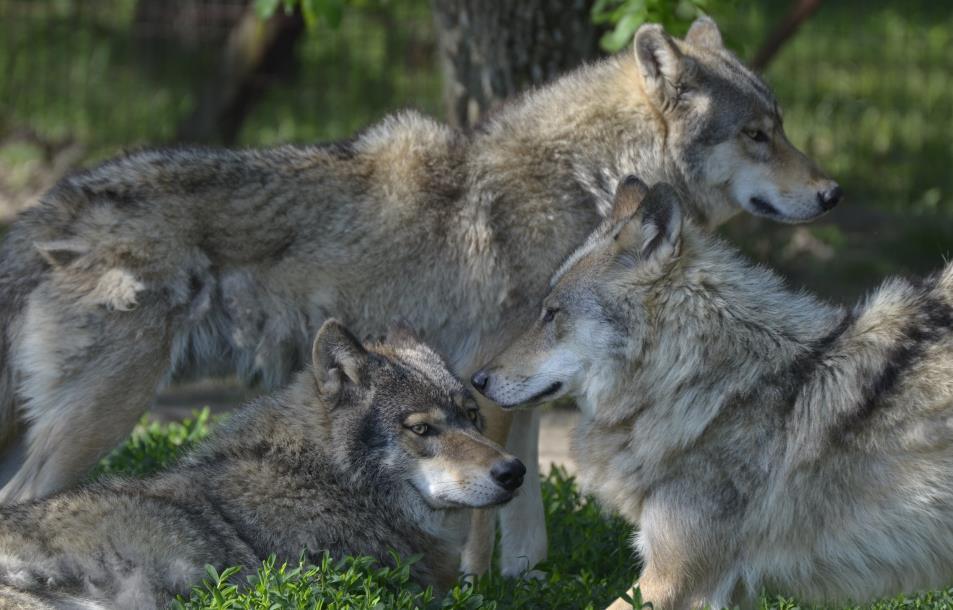 LIFE Környezetvédelmi Irányítás és Tájékoztatás -természetvédelmi projekttémák Tudatosságnövelő kampányok: - a Natura 2000-hálózatról - a nagyragadozókról - az EU Biodiverzitás Stratégiájáról - az