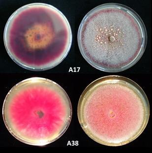 16. ábra Az A17-es (áfonyáról származó) és A38-as (húsos somról származó) izolátumok tenyészbélyegei PDA táptalajon (Fotók: Petróczy, 2011 és Tóth, 2012) A paradicsomról (A37) származó izolátum 8 nap