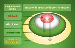 alkalmazását a fajtamentésben, a populációméret szerepét a génmegőrzésben, majd ismertetjük a kis létszámú populációk fajtabankok kialakításának és fenntartásának lehetőségeit és módszereit.