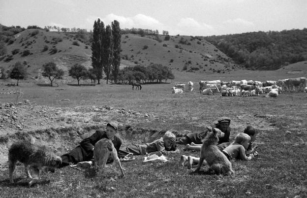 33. kép. Marhapásztor gyerekekkel 1958-ban (Fotó: FORTEPAN / Adományozó: Kotnyek Antal) nókkal és a tulkokkal.