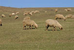 juhot berke néven említik. A birka szó később jelenik meg és a külföldi állatokat illeti a hazai juh szóval szemben.