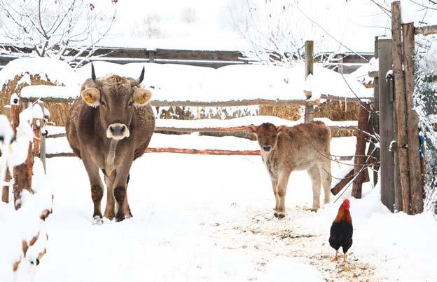 A HáGK csángó tarka szarvasmarha-állományának alapítását 2016-ban kezdtük Csíksomlyón, egyedei az említett térségekből származnak.