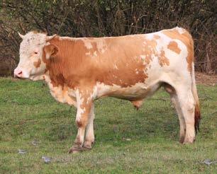 A Guszti nevű bika Csinódról származik, 2016 szeptemberében került a tehénállományba, a szaporulatból fajtaazonos borjúk 2018-tól várhatók.