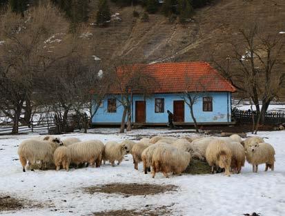 Az erdélyi szálas kecske Erdélyben általában a havasi legelőkön, a juhokkal együtt tartják a kecskét.