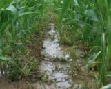 A kombináció nem használható olyan területen, ahol szerves foszforsavészter típusú rovarölő szerrel talajfertőtlenítést végeztek.