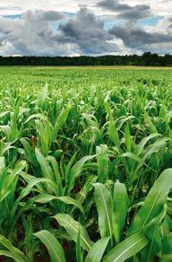 KUKORICA VÉDELME I GYOMIRTÓ SZEREK A kukorica alap gyomirtó szere, három hatóanyaggal a hosszantartó biztos védelemért.