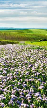 164 TÖBBFUNKCIÓS BIODIVERZITÁS SZEGÉLYEK A Syngenta 2009-ben idította el a Beporzó programot Magyarországon.